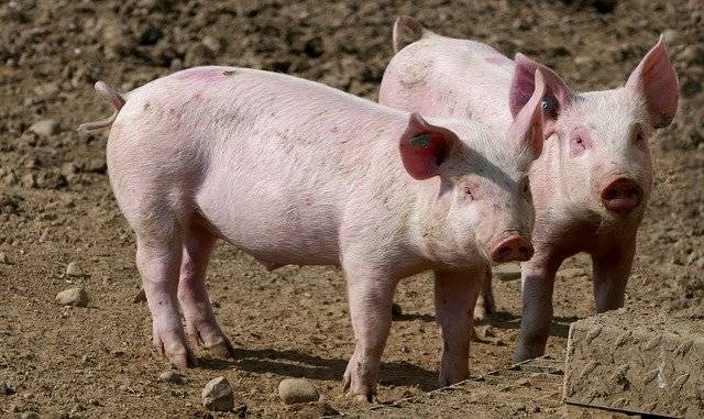 养猪补贴多少头给补 农村养猪补贴政策最少养多少头补贴多少